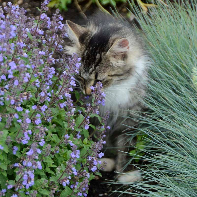 Purrsian Blue Nepeta - Image 4