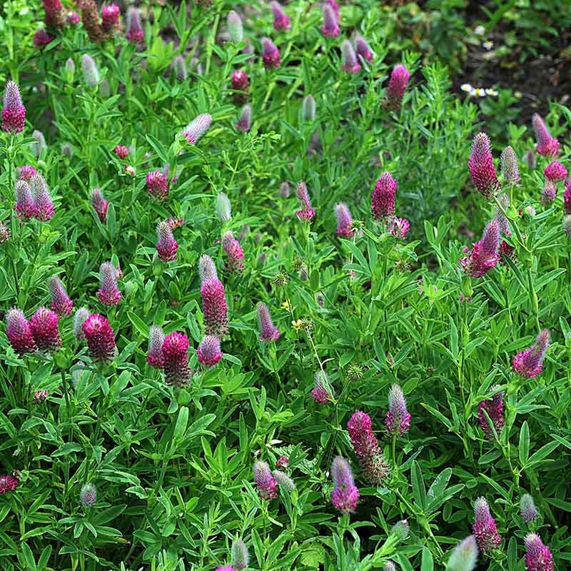 Red Feather Clover - Image 3