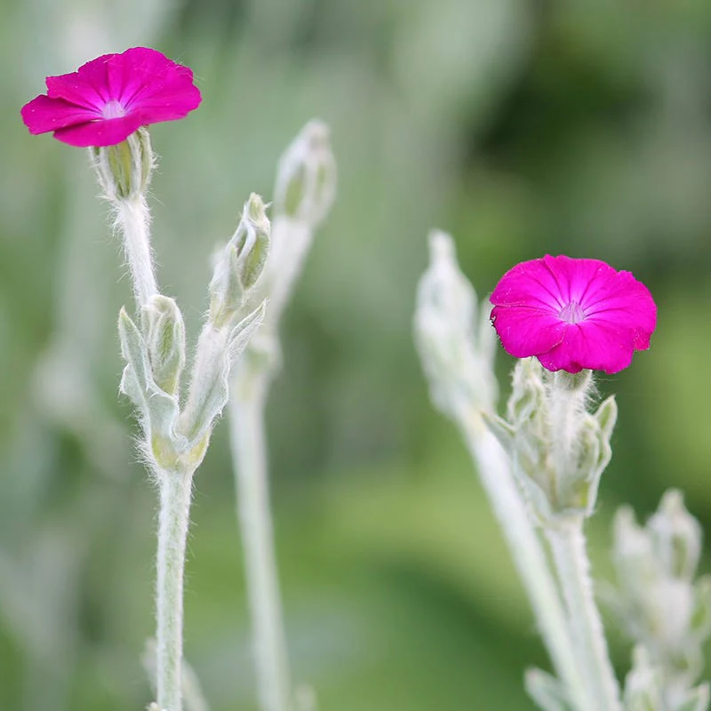 Rose Campion - Image 3