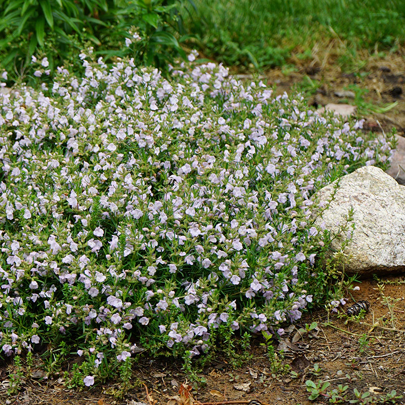 Cumberland Rosemary