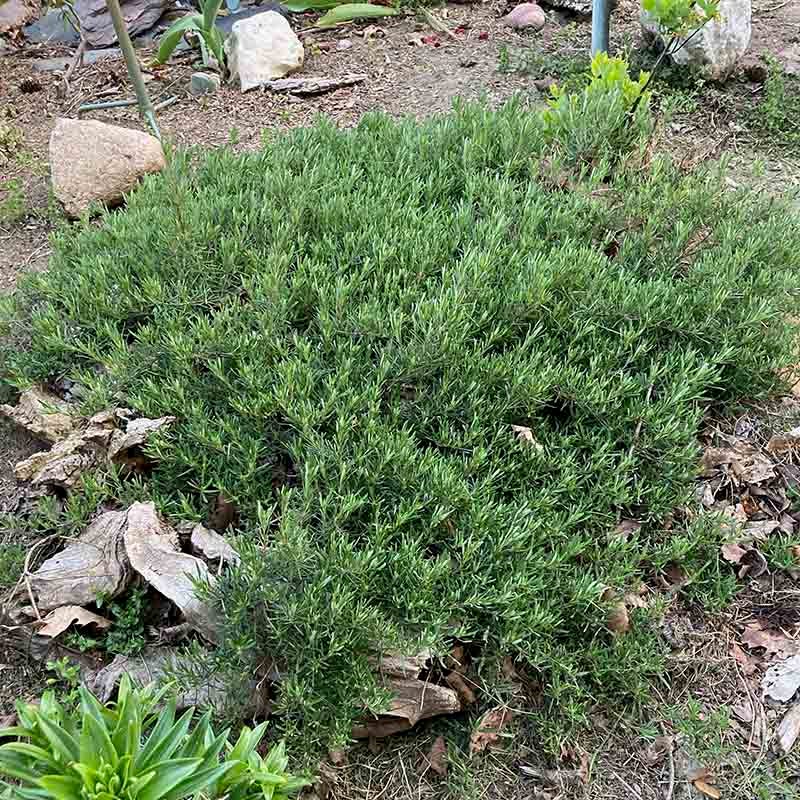 Cumberland Rosemary - Image 3