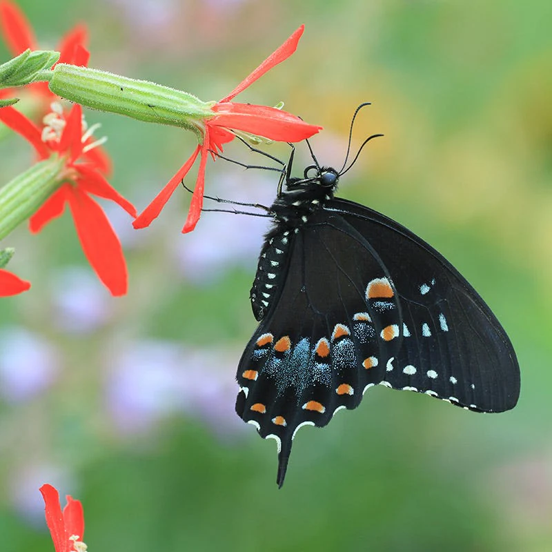 Royal Catchfly