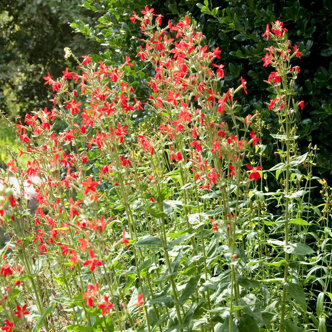 Royal Catchfly - Image 2