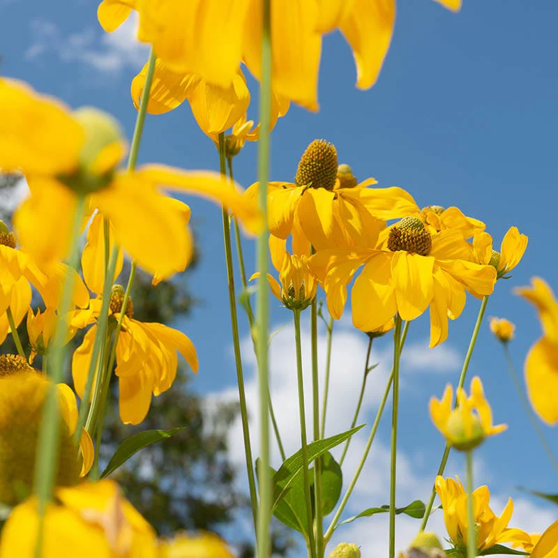 Cutleaf Coneflower