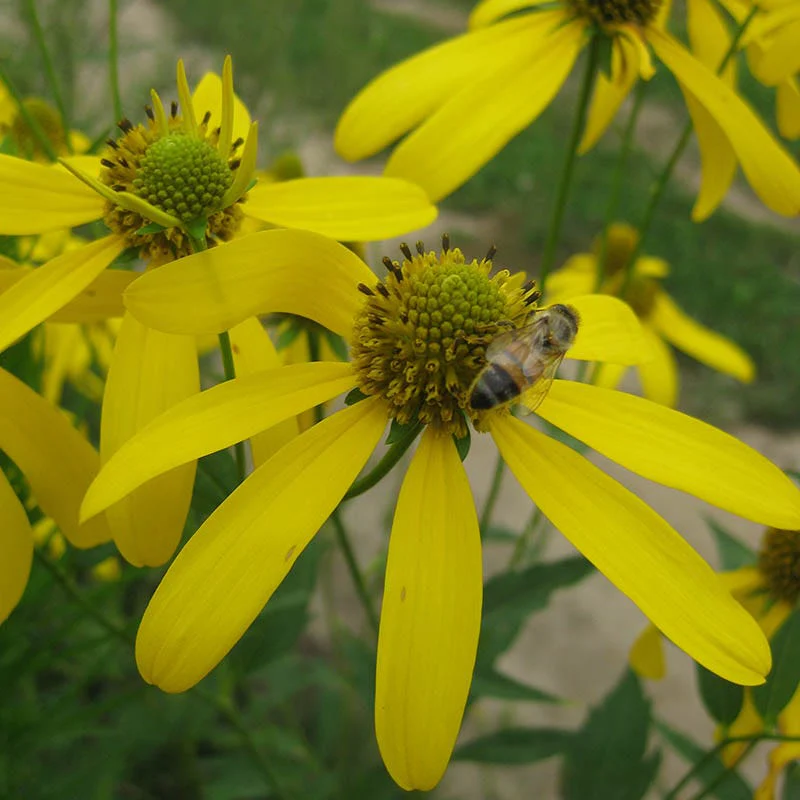 Cutleaf Coneflower - Image 2