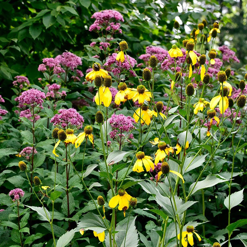Cutleaf Coneflower - Image 4