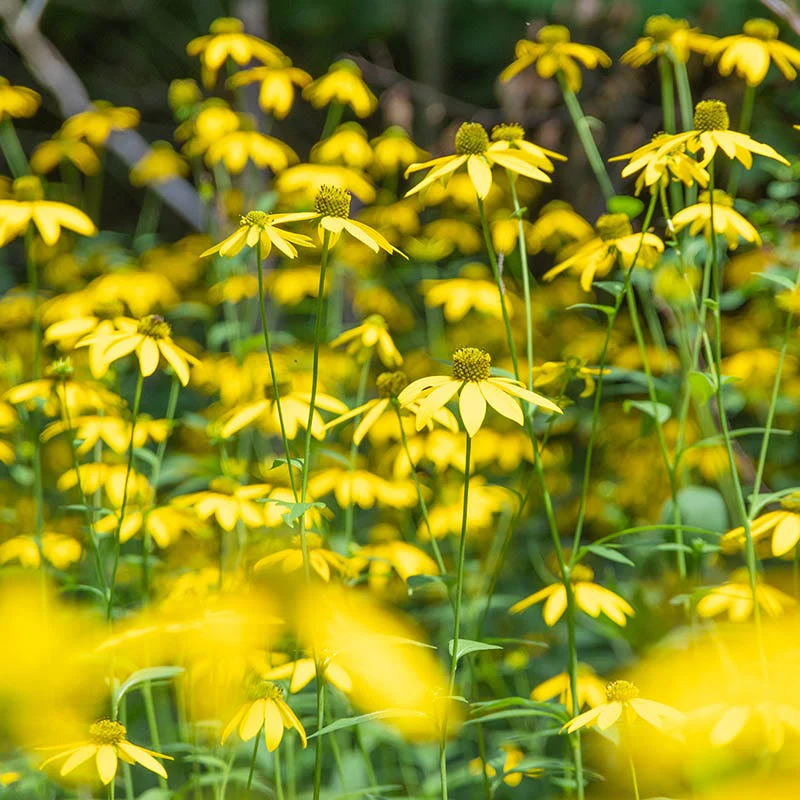 Cutleaf Coneflower - Image 5