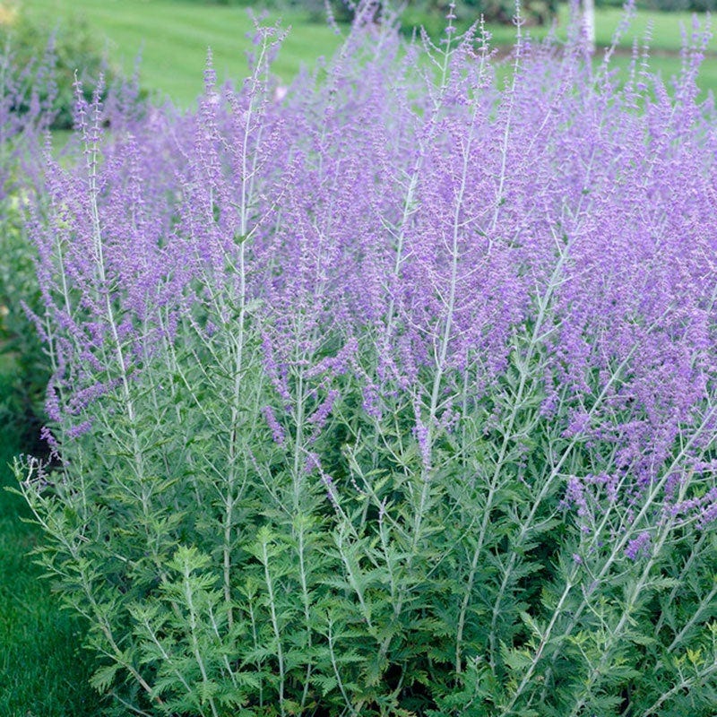 Drought Tolerant Pre-Planned Garden - Image 11