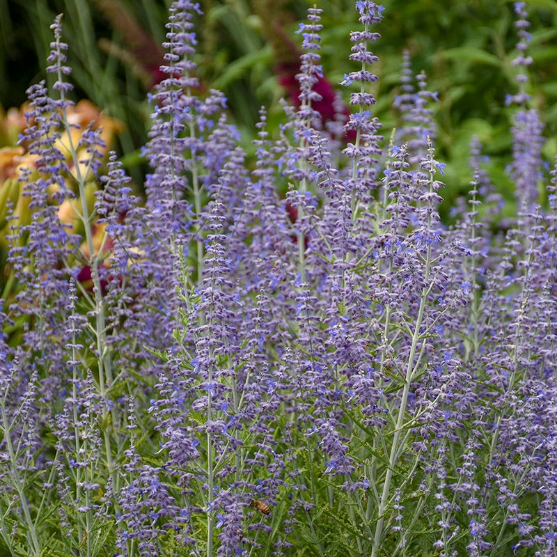 Blue Jean Baby Russian Sage