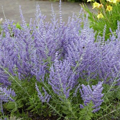 Lacey Blue Russian Sage - Image 3