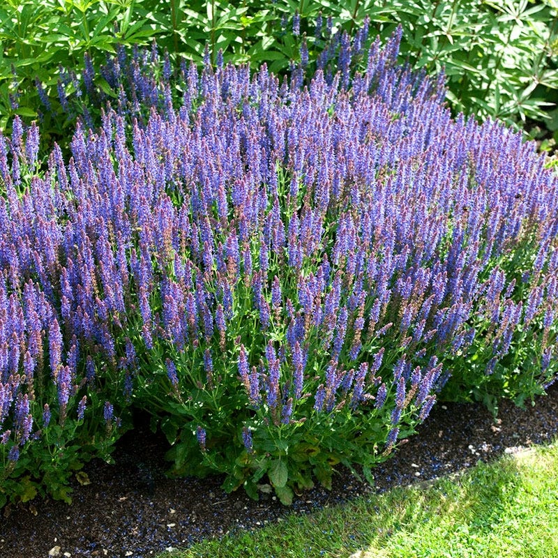 Blue Hill Meadow Sage - Image 2