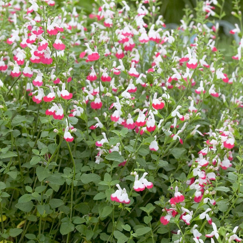 Hot Lips Sage - Image 2