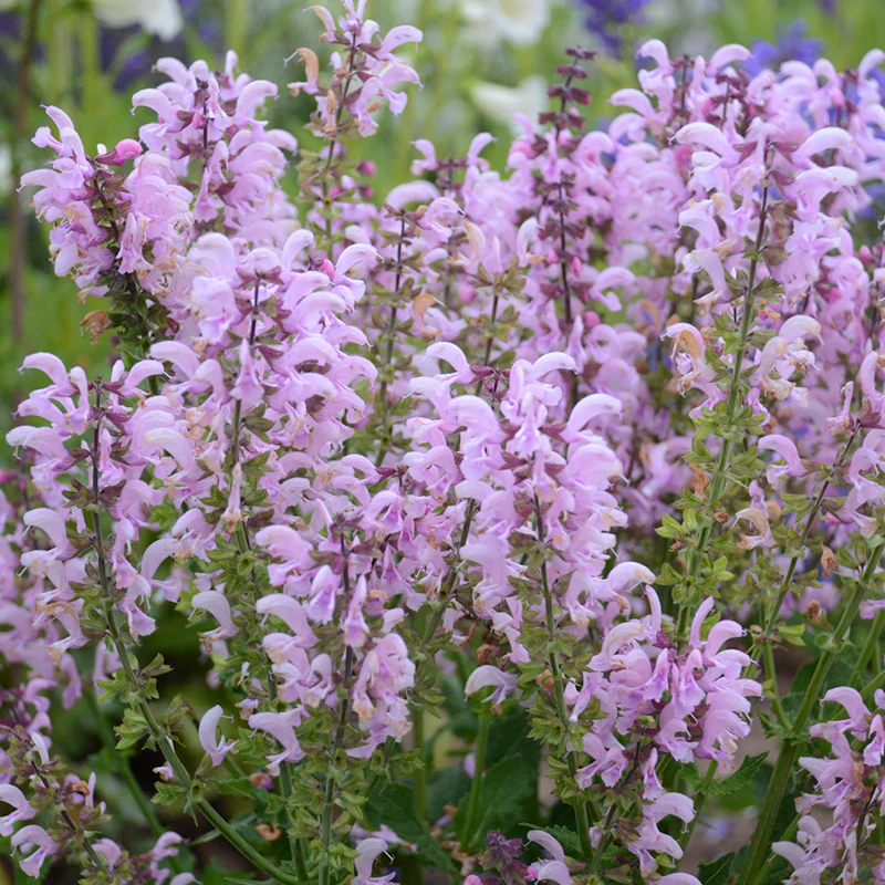 FASHIONISTA® Ballerina Pink Meadow Sage