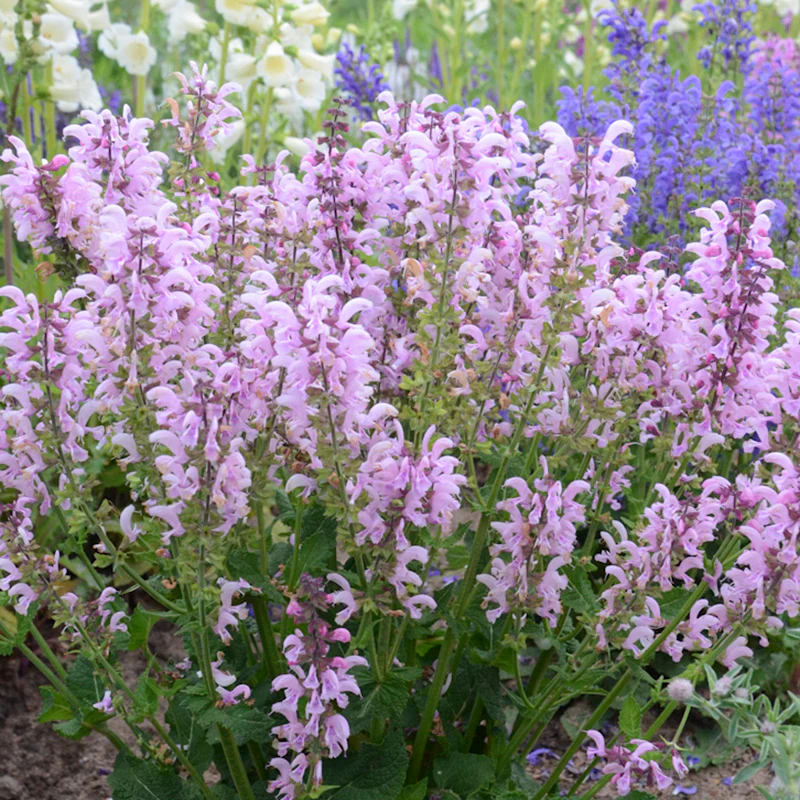FASHIONISTA® Ballerina Pink Meadow Sage - Image 2