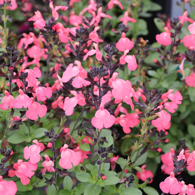 Mirage® Salmon Salvia - Image 2