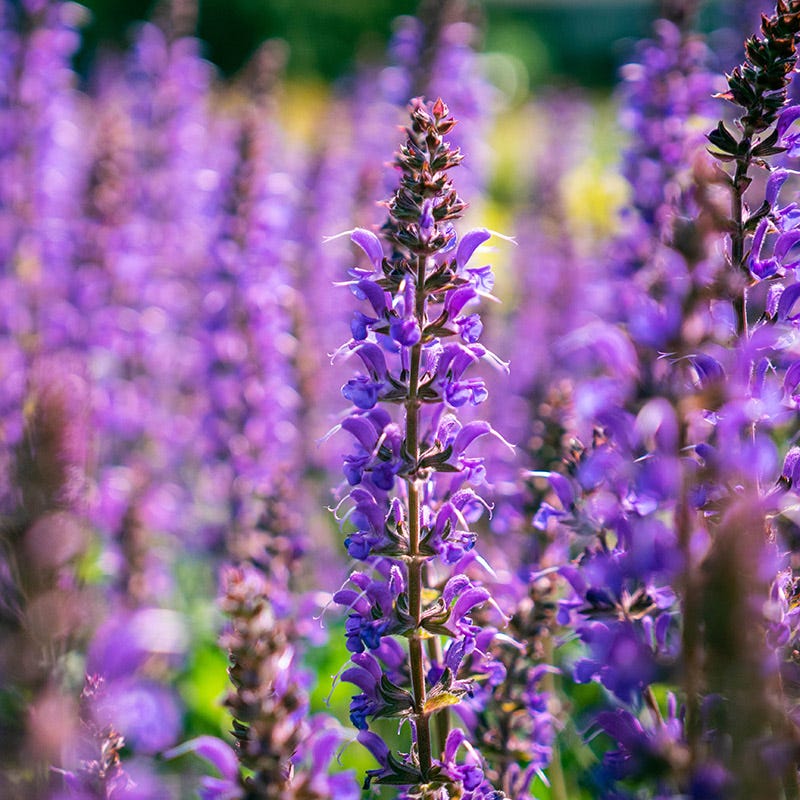 Blue By You Meadow Sage - Image 3