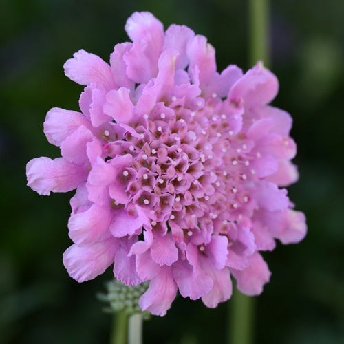 Flutter Rose Pink Scabiosa