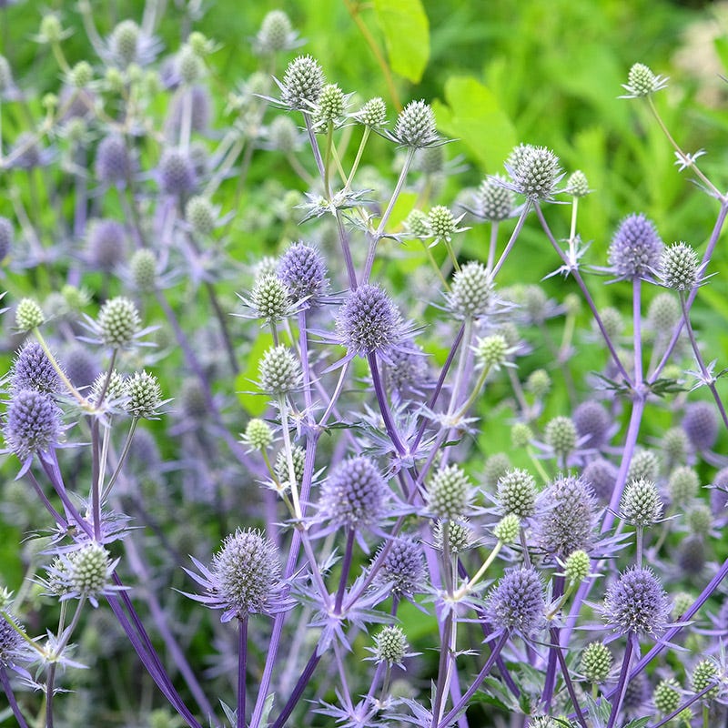 Blue Glitter Sea Holly - Image 3