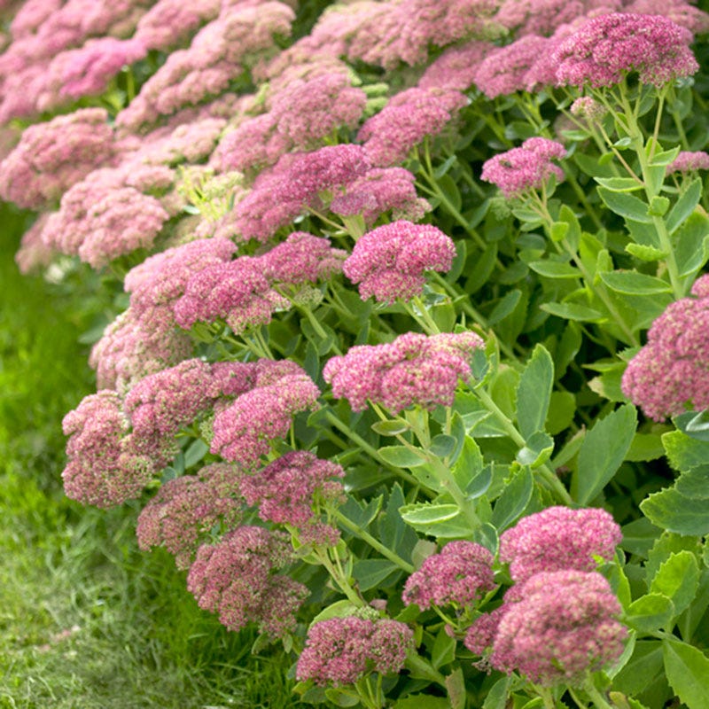 Tranquil Beauty Curb Appeal Pre-Planned Garden - Image 4