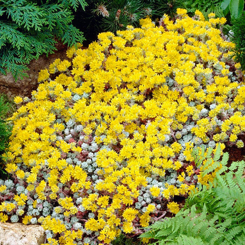 Cape Blanco Sedum - Image 3