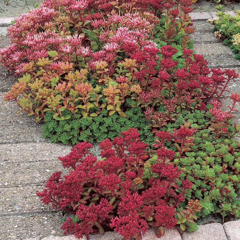 Creeping Sedum Low Grow Collection - Image 5