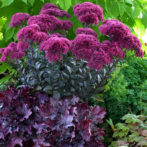 Gemstone Sedum Collection - Image 5
