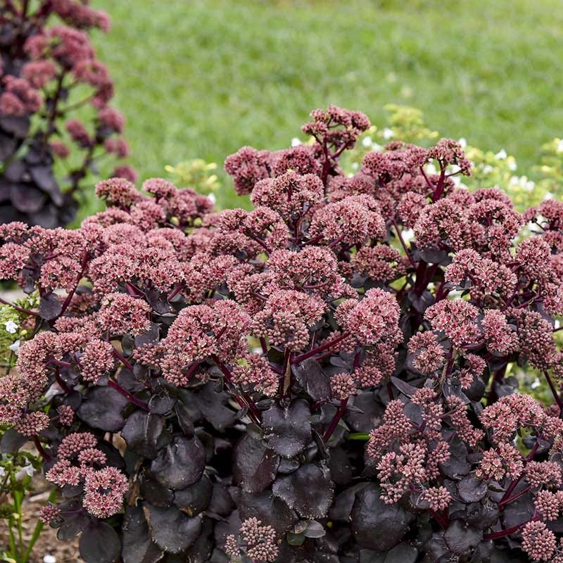 Night Embers Sedum - Image 2