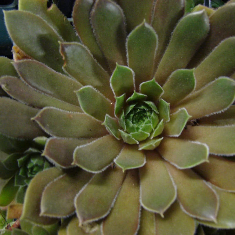 Kalinda Hens and Chicks - Image 3