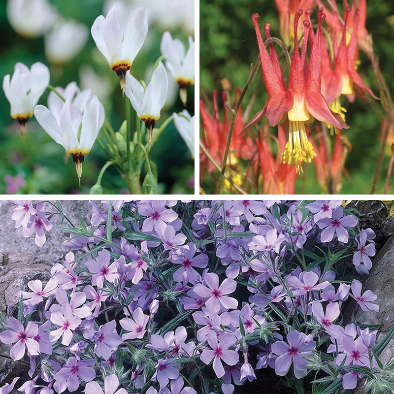 Shade Pollinator Pit Stop Plant Collection