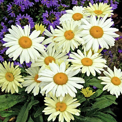 Alaska Shasta Daisy - Image 2