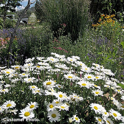 Alaska Shasta Daisy - Image 4