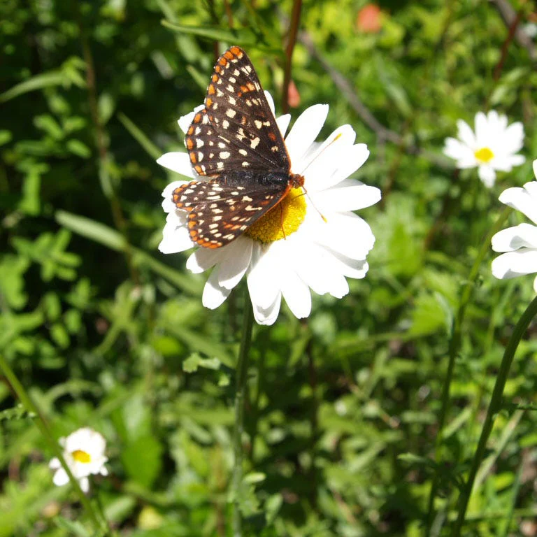 Becky Shasta Daisy - Image 3
