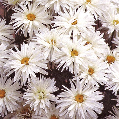 Crazy Daisy Shasta Daisy - Image 2