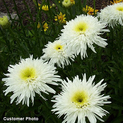 Crazy Daisy Shasta Daisy - Image 3