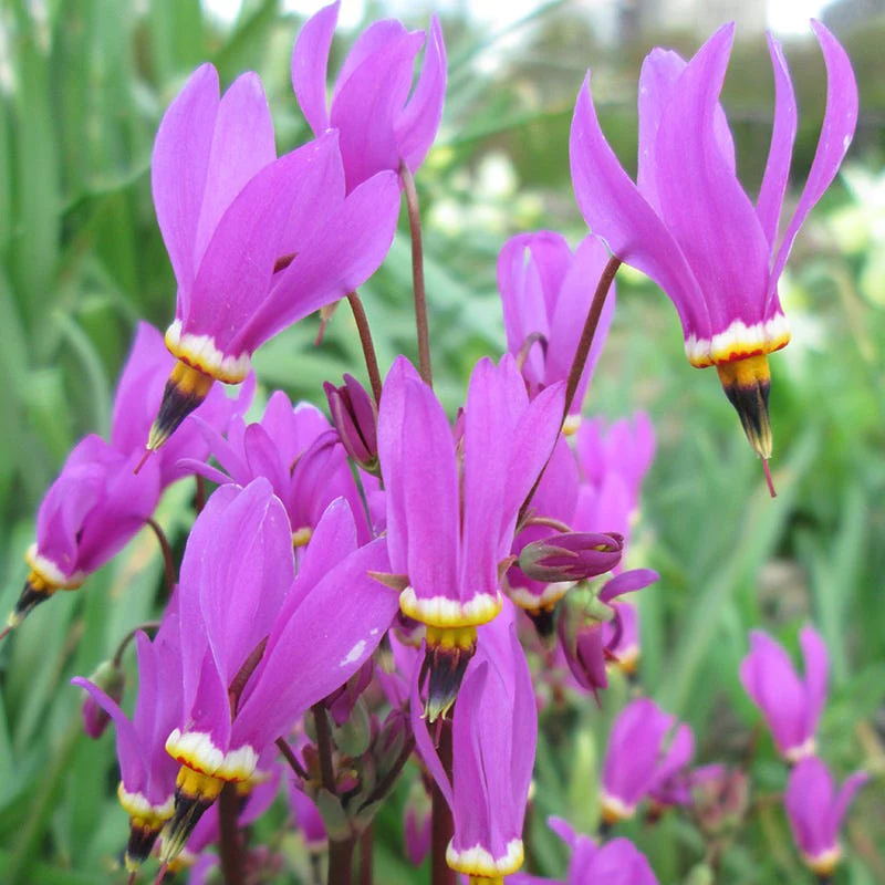 Shooting Star - Image 3