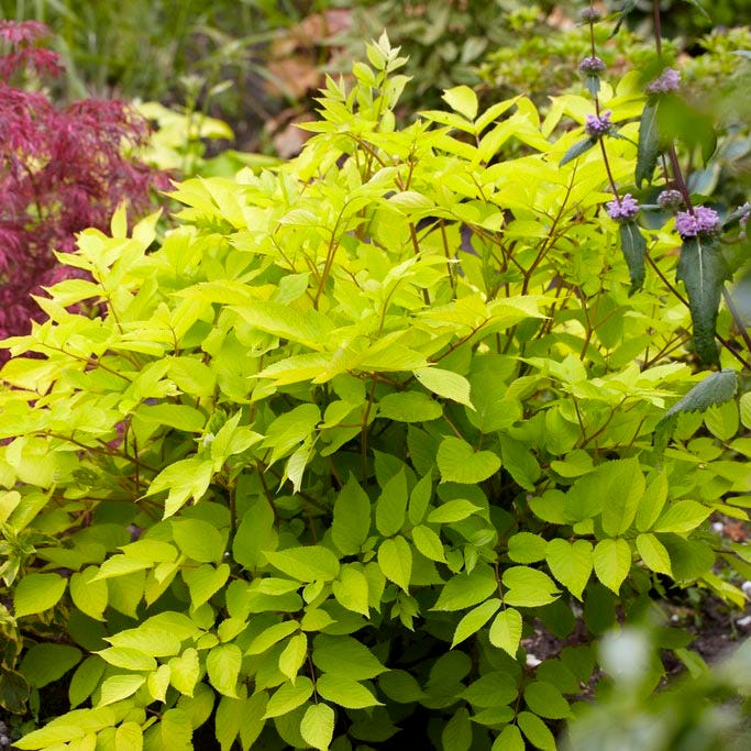 Sun King Aralia