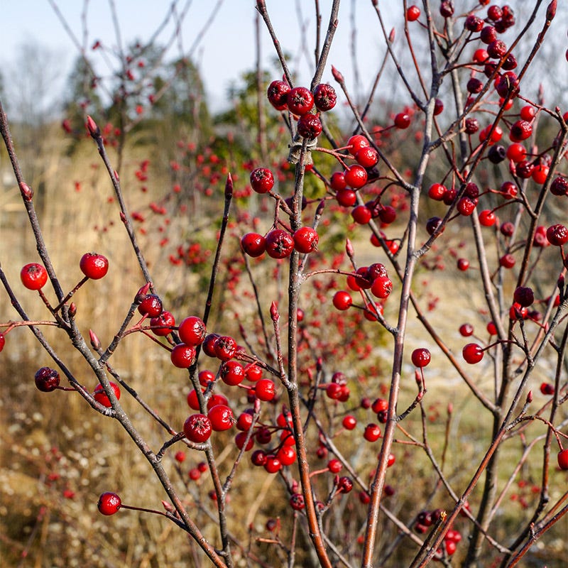 Brilliantissima Red Chokeberry - Image 4