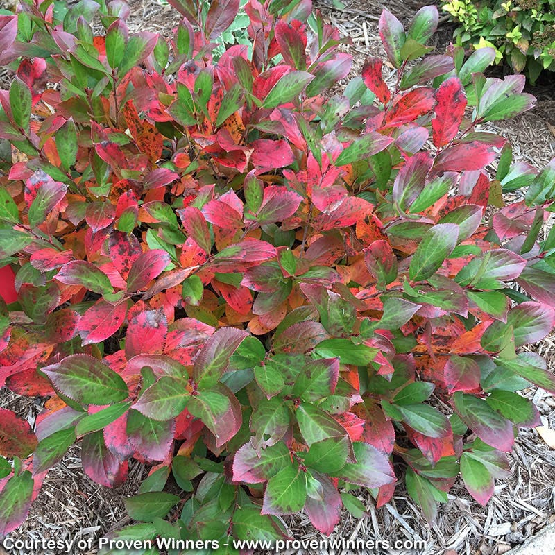 Low Scape® Mound Chokeberry - Image 2