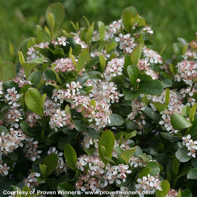 Low Scape® Mound Chokeberry - Image 5