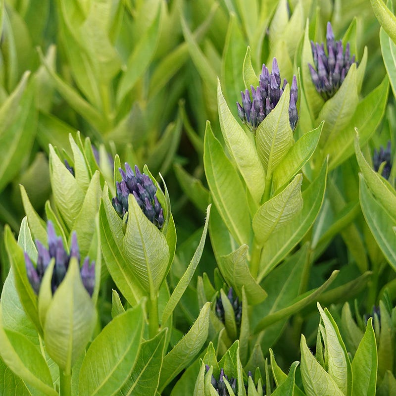Eastern Bluestar - Image 2