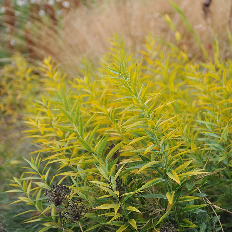 Eastern Bluestar - Image 3