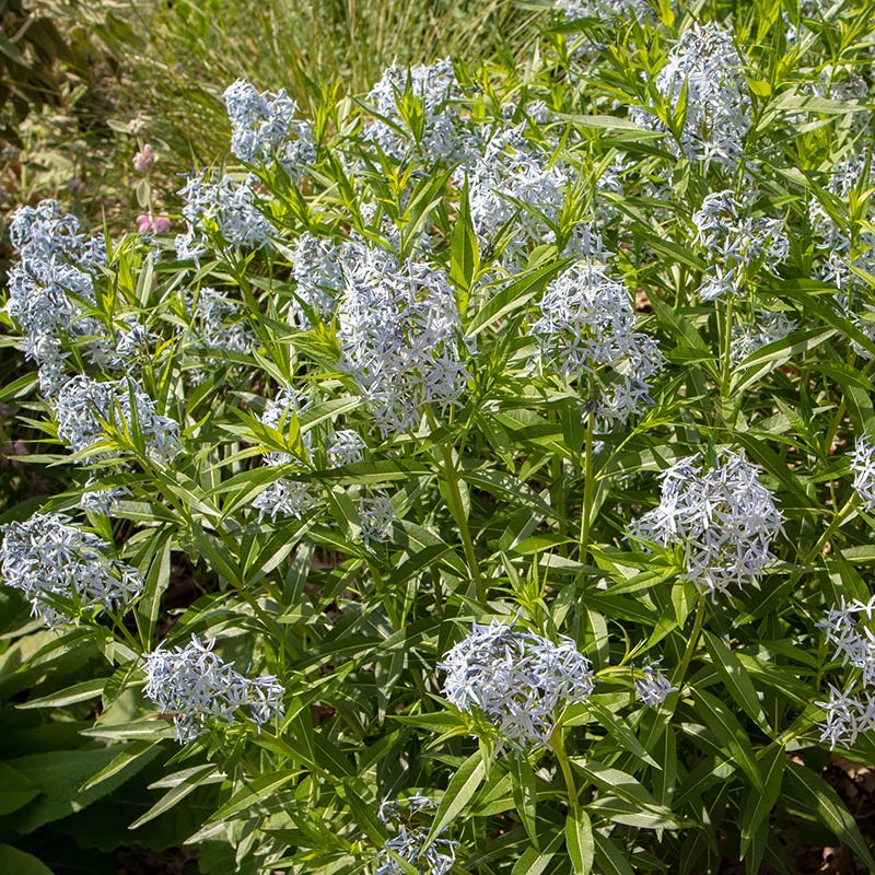 Eastern Bluestar - Image 4