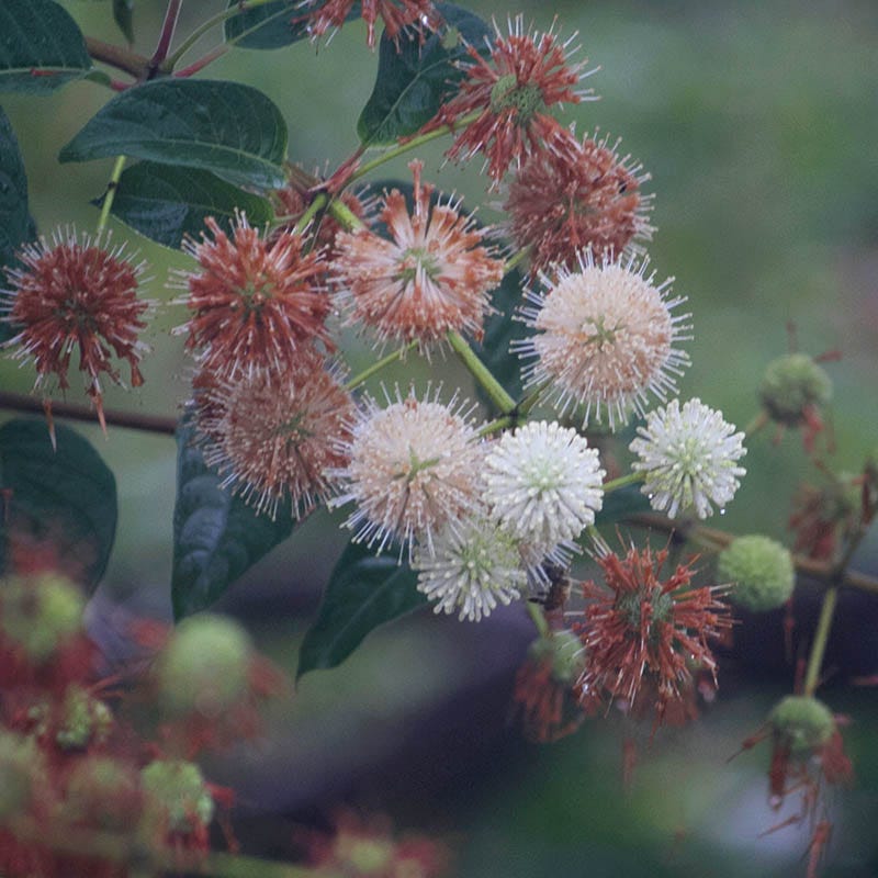 Buttonbush - Image 4
