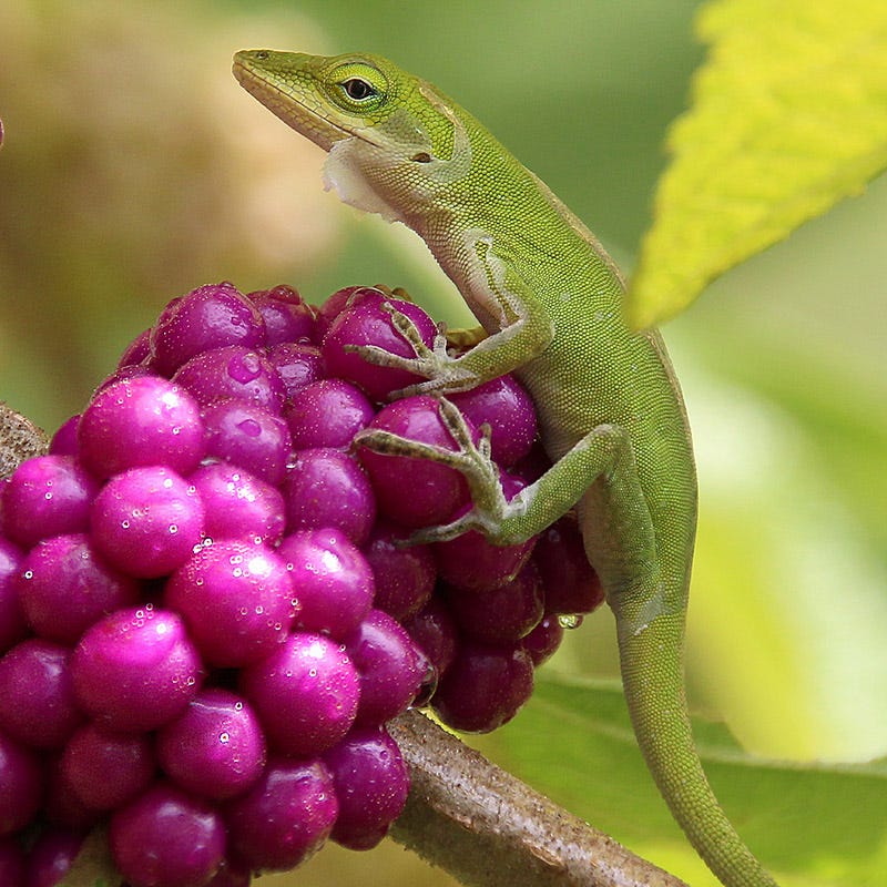 American Beautyberry - Image 4