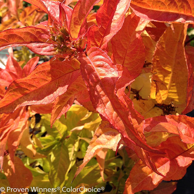 Kodiak® Orange Diervilla - Image 3