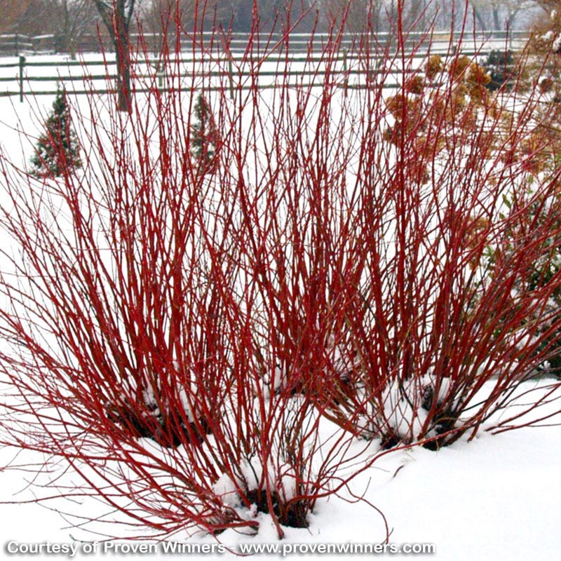 Rain Resilience Native Pre-Planned Garden - Image 8