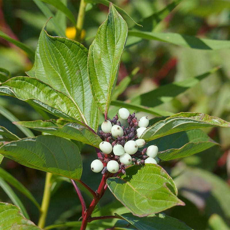 Bailey's Red Twig Dogwood - Image 3