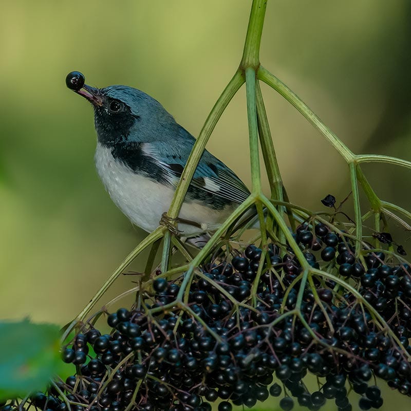 Bird Watcher Native Pre-Planned Garden - Image 3