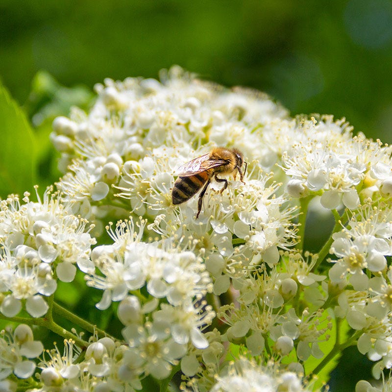 Wyldewood Elderberry - Image 2