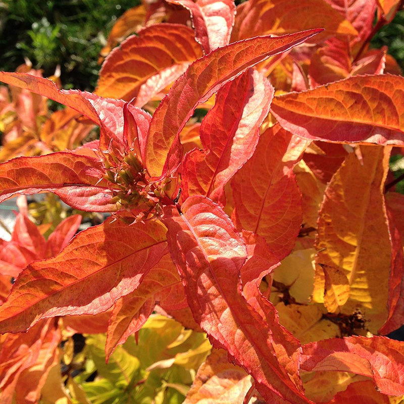 Fall Foliage Native Shrub Collection - Image 2